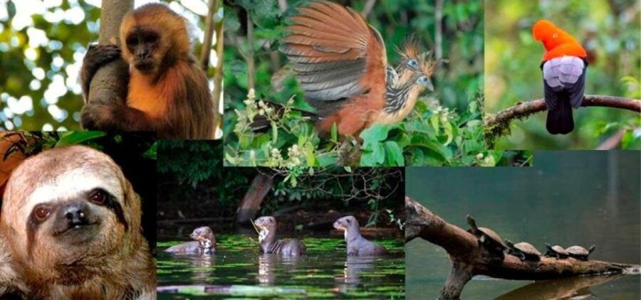 From Tambopata: Living Jungle 3d/2n