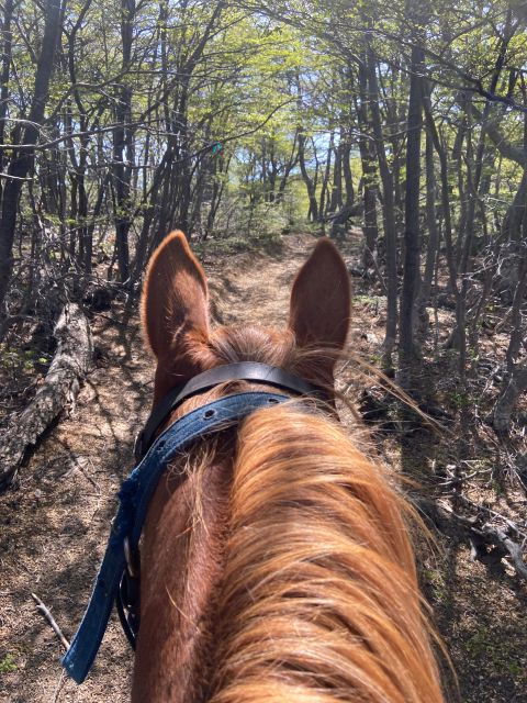 Full Day Horseback Riding Trail Ride to the Mountain