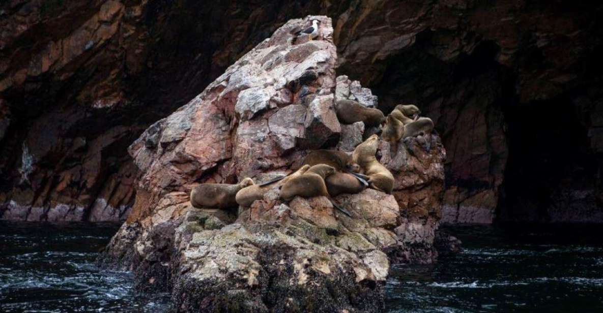 Full Day Paracas Ica and Huacachina From Lima All Included - Good To Know