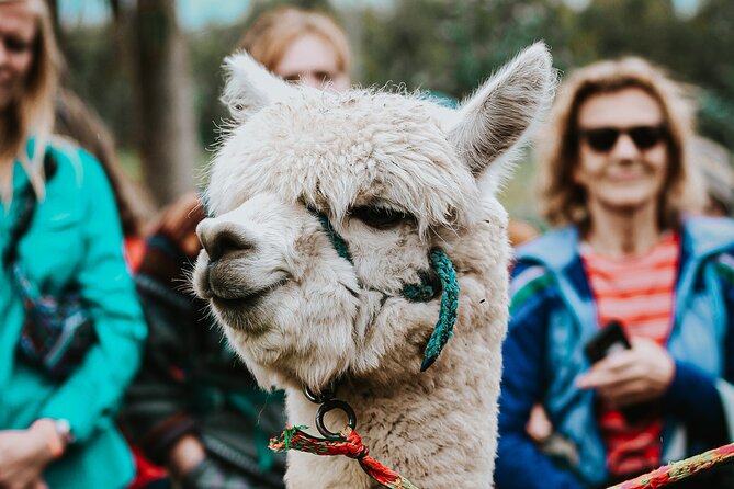 Full Day Private Tour to Chimborazo and La Moya Community
