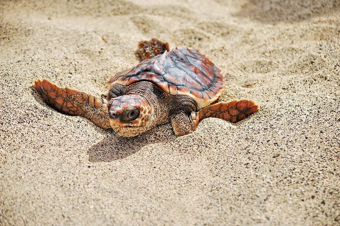 Full Day Sal Island Tour in Santa Maria - Local Cuisine and Dining Options