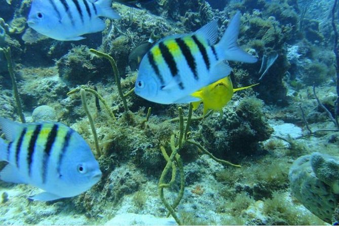 Full Day: Snorkeling in Catalina Island, With Lunch - Tour Overview