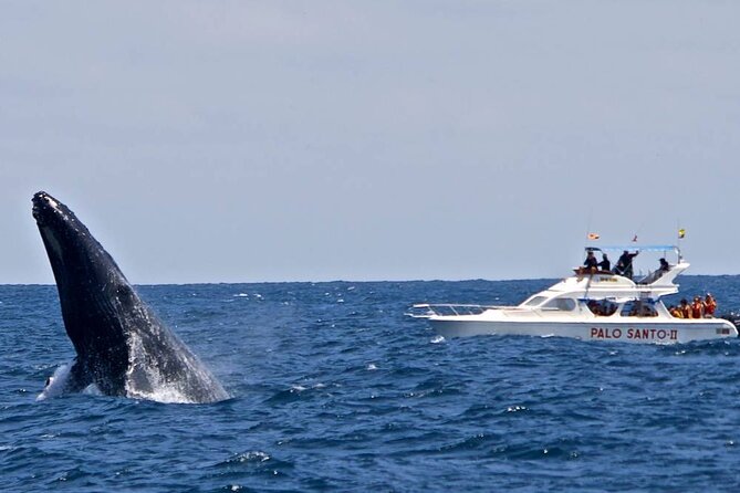 Full-Day Whale Watching Tour in Samana Bay From Cabeza De Toro - Tour Overview