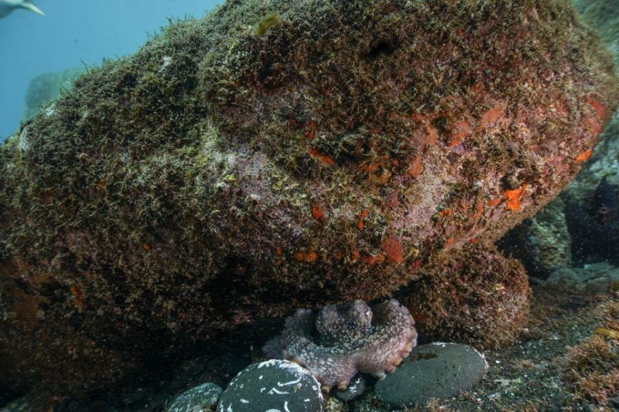 Funchal: Certified Scuba Diving, Guided Tour - Good To Know