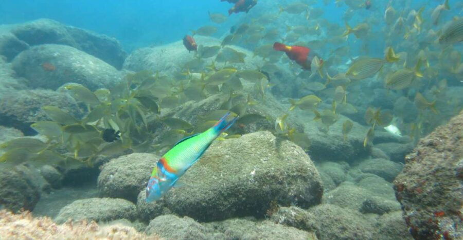 Funchal: Equipment Rental for Snorkeling Adventure - Good To Know