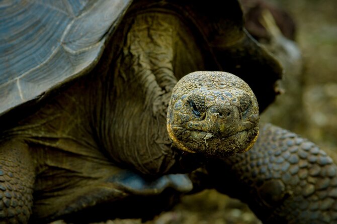 Galapagos Islands Adventure: Ultimate 7-Day Tour - Good To Know