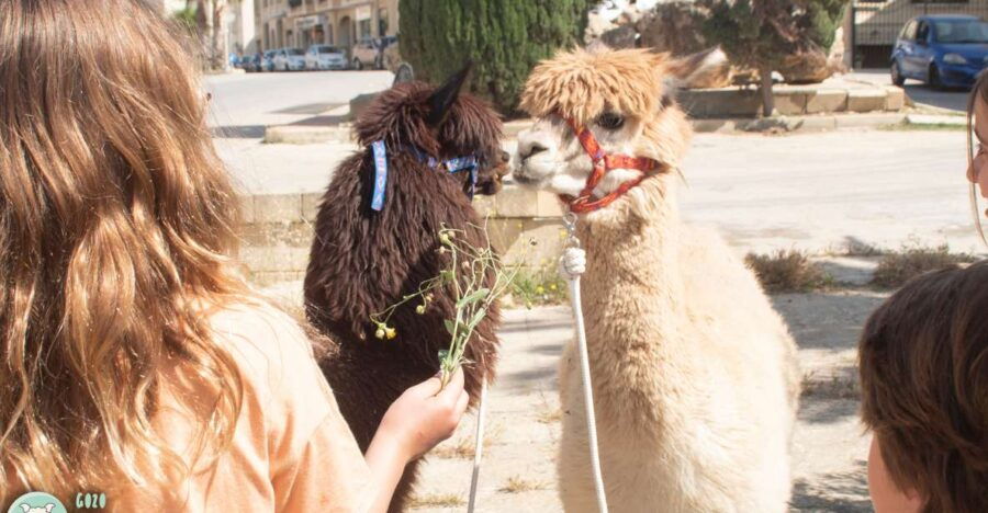 Gozo: Alpaca Walks and Farm Visit