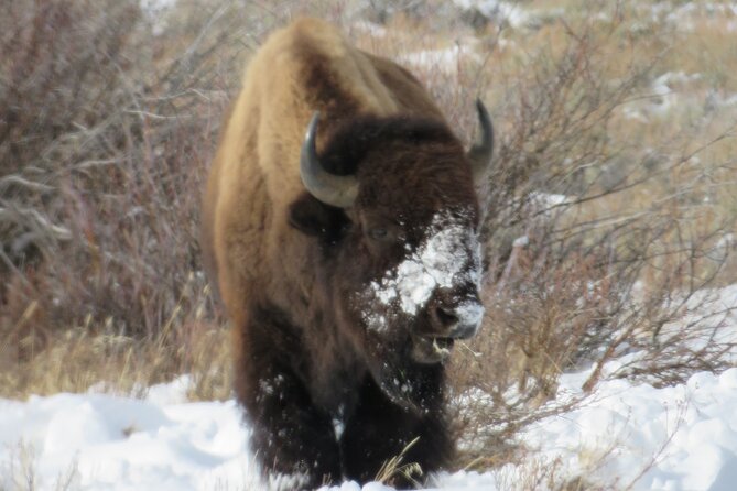 Grand Teton Park & Jackson Hole – PRIVATE Afternoon Wildlife Tour