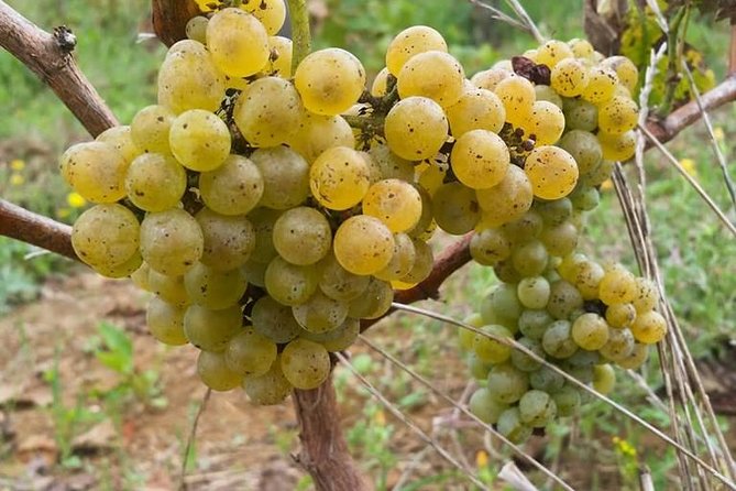 Greek Temples Of Paestum , Mozzarella Factory And Wineries - Historical Significance of Greek Temples