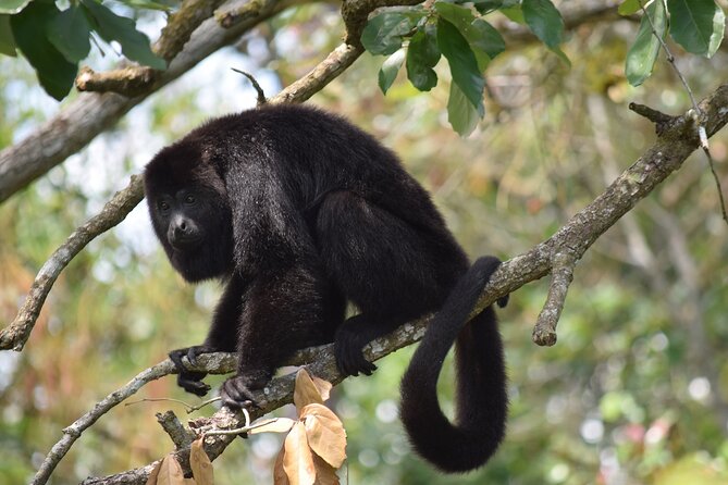 Guanacaste Rainforest Safari With Meal