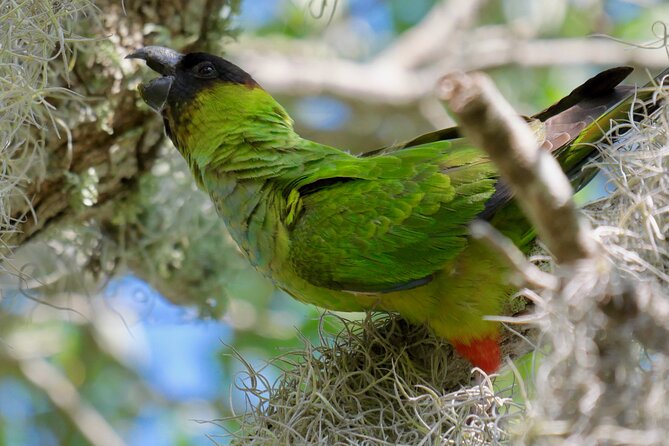 Half-Day Private Bird Tour of Fort De Soto Park in St. Petersburg - 2 Person Max - Tour Information