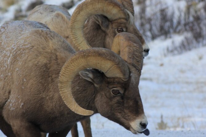 Half Day Private Winter Wildlife Tours in Jackson Hole - Pricing Information