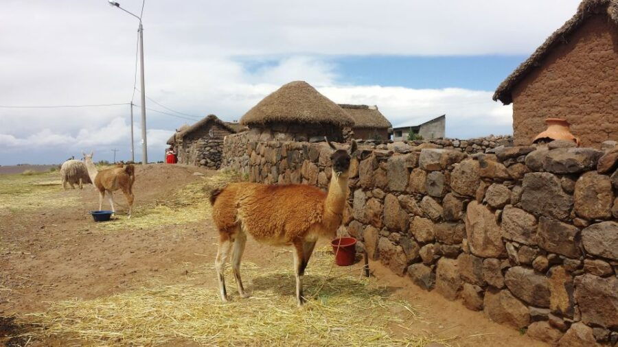 Half-Day Sillustani Inca Cemetery Tour - Experience