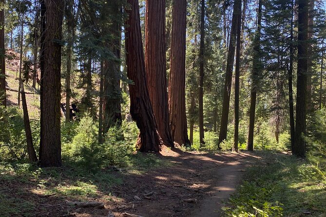 Half Day Tour to Kings Canyon National Park - Good To Know