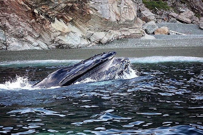 Harbour Kayak Tour - Expectations and Requirements