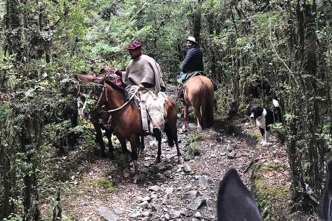 Horseback Ride to Cayutue Lagoon, National Park. - Trail Overview