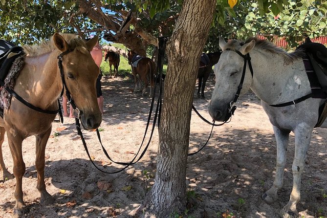 Horseback “Special”- Negril'S Beach Ride N' Swim With Free Photos/Videos - Overview and Inclusions