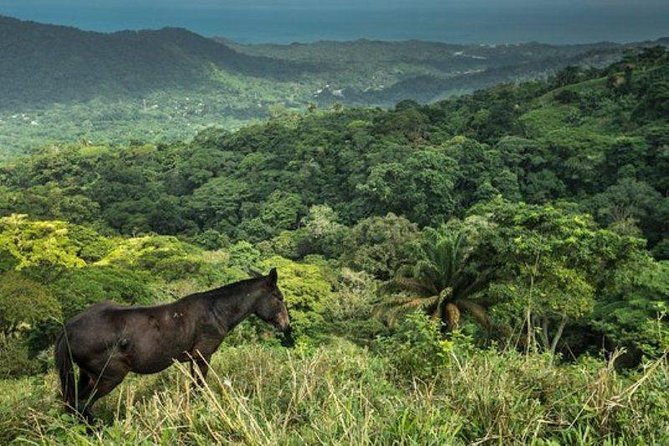 Horses to the Sacred Ancestral Stone “Mama Duwanaby”.