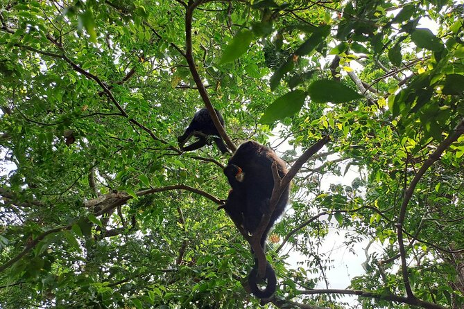 Howler Monkey Sanctuary Tour From Belize City