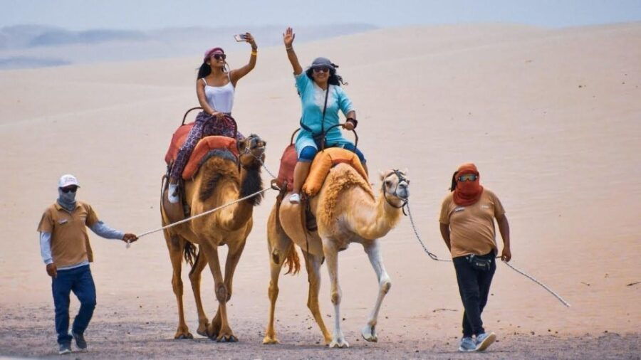 Ica: Dromedaries Swimming Pool, Games, Mini-Farm