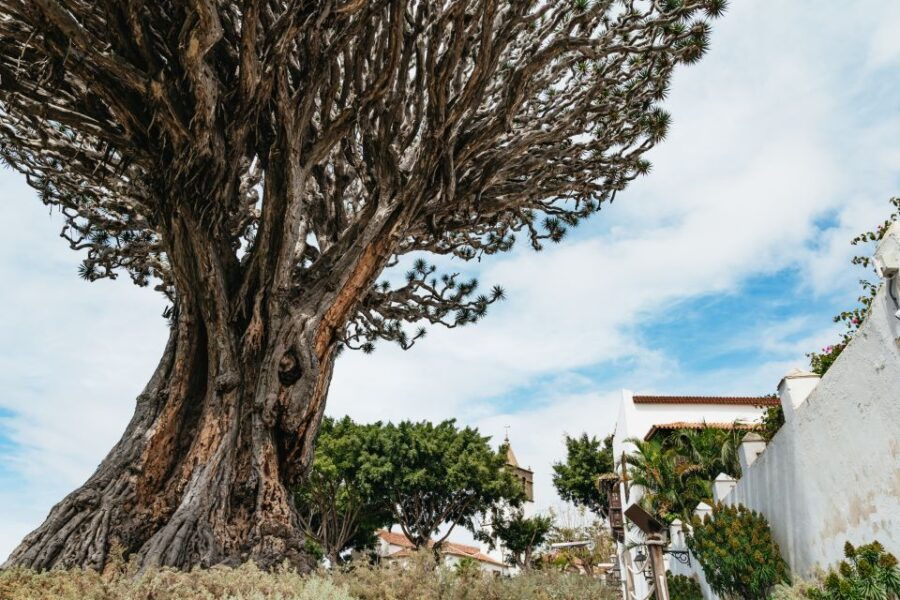 Icod De Los Vinos: Dragon Tree & Botanical Garden Ticket - Good To Know