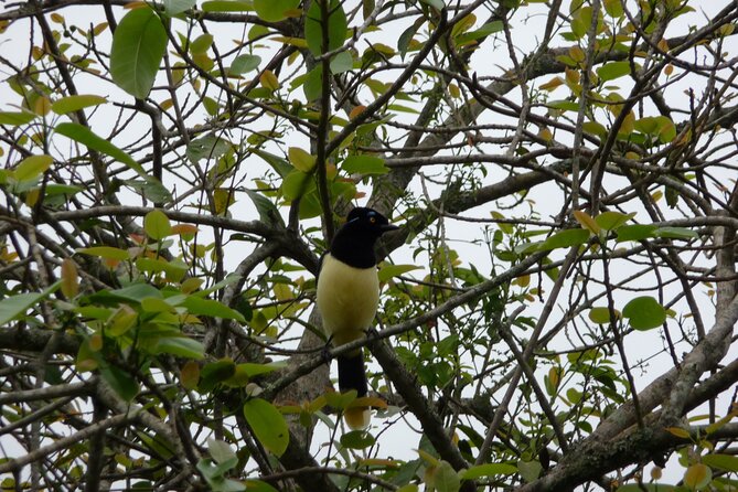 Iguazu Expeditions Morning Birdwatching