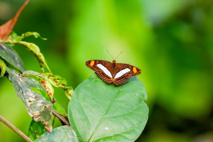 Iquitos: 6-Hour Amazon River Tour W/ Belén & Butterfly Farm - Good To Know
