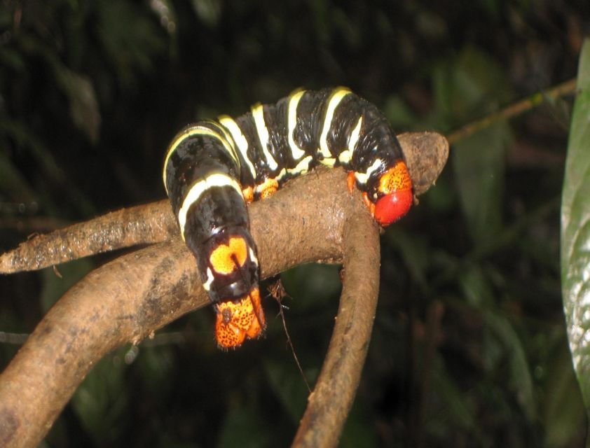 Iquitos: Amazon Jungle Lodge & Adventure 3 Days / 2 Nigth