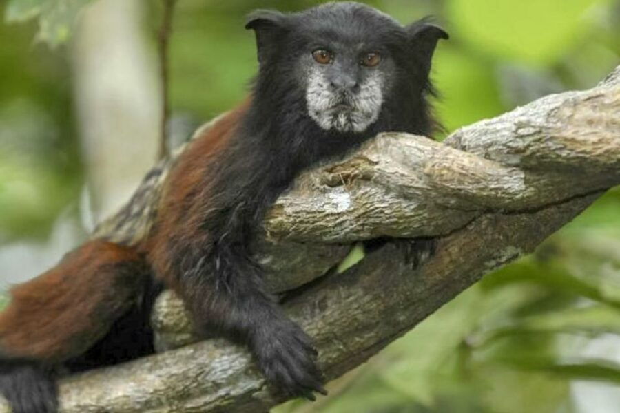 Iquitos: Full Day Pacaya Samiria National Reserve Tour - Good To Know