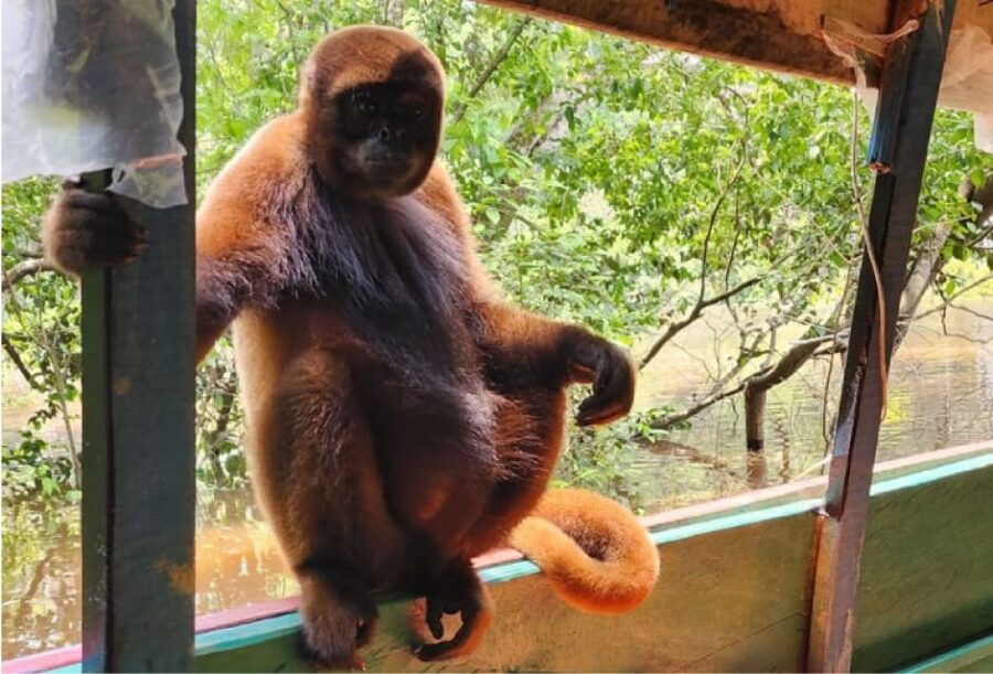 Iquitos: Full Day Wildlife Experience in the Amazon - Good To Know