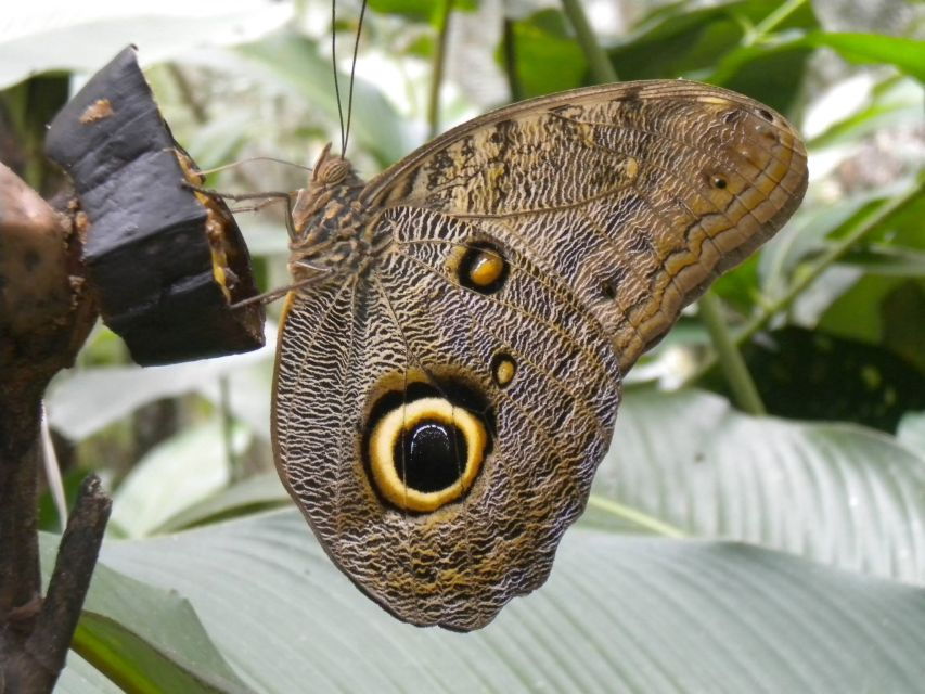 Iquitos: Pilpintuwasi Butterfly Farm Tour - Good To Know