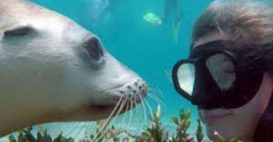 Islas Palomino - Swimming With Sea Lions - Good To Know