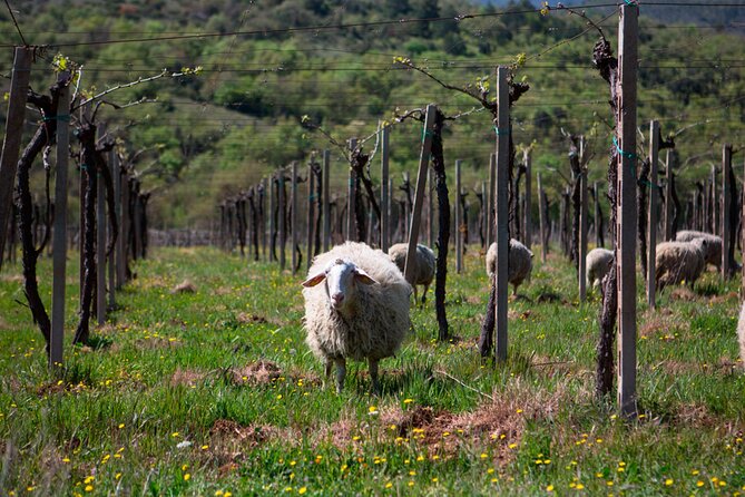 Italian Cooking Class in Abruzzo From Rome With Wine Tasting - Departure and Return Information