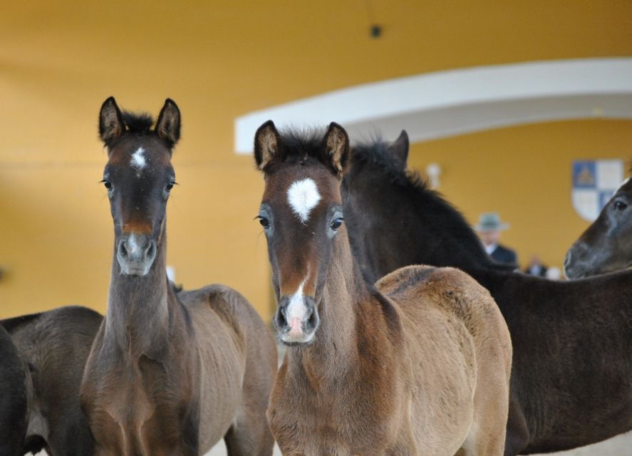 Jerez: Yeguada De La Cartuja Carthusian Horses Tour