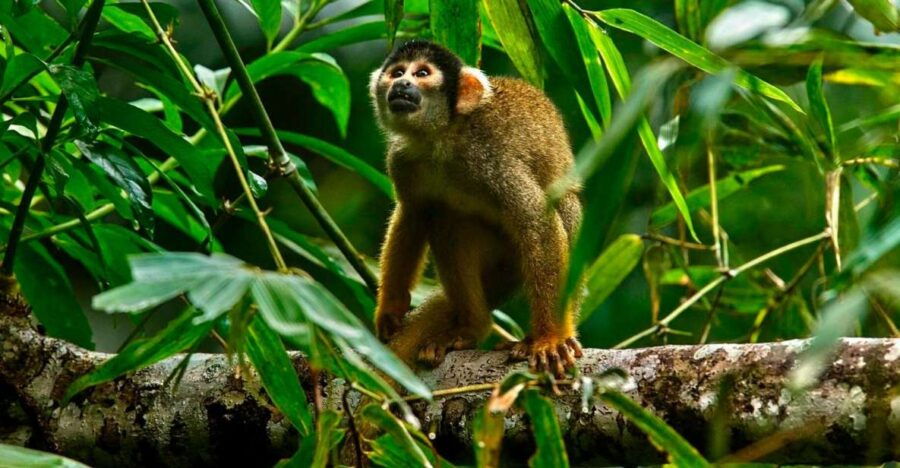 Jungle Tambopata 2D Monkey Island Search for Alligators