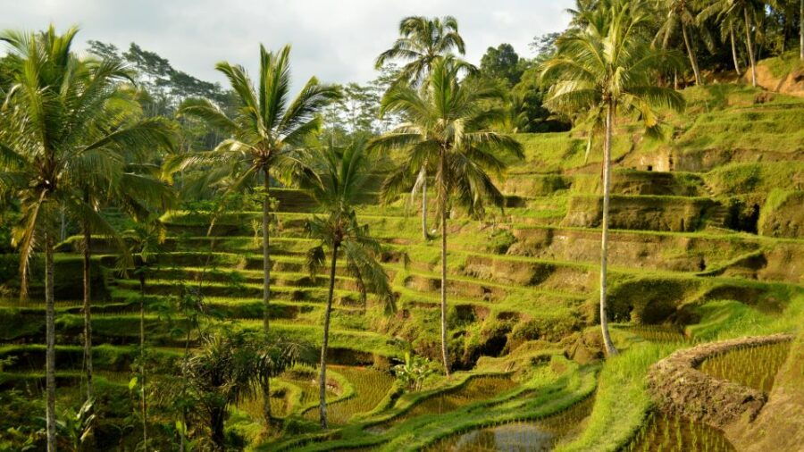 Kintamani All In: Tegalalang, Tirta Empul, Penelokan, Etc