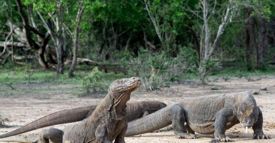 Komodo Island: 3D2N Private Speedboat, Land Tour & Hotel - Good To Know