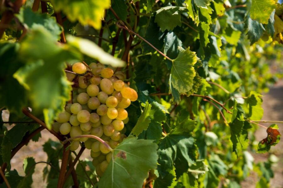 Konavle Valley: Tour With Wine Tasting From Dubrovnik - Activity Details