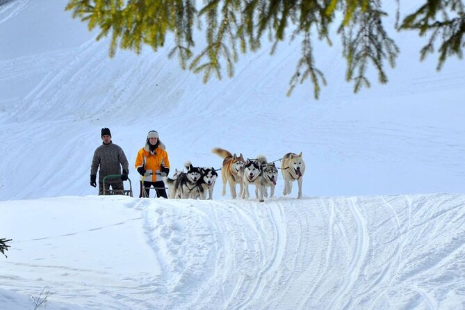 Kraków Full Dog Sled Ride - Dog Sled Experience