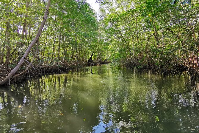 La Cruz Mangrove, Sloths, and City Tour  - Playa Hermosa - Tour Itinerary