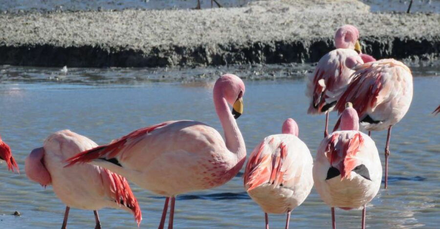 La Paz: 6-Day Private Best-Of-Bolivia Tour With Flights - Good To Know