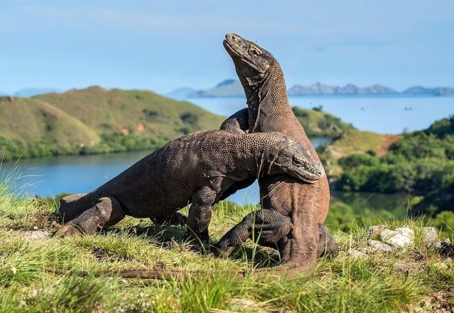 Labuan Bajo: a Day Tour of Komodo Island With 6 Destinations - Long Pink Beach Activities