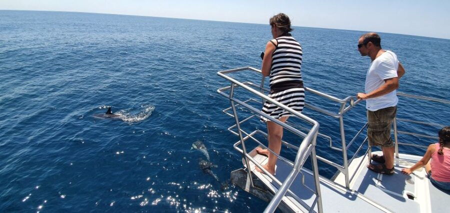 Lagos: 90-Minute Dolphin Watching by Catamaran