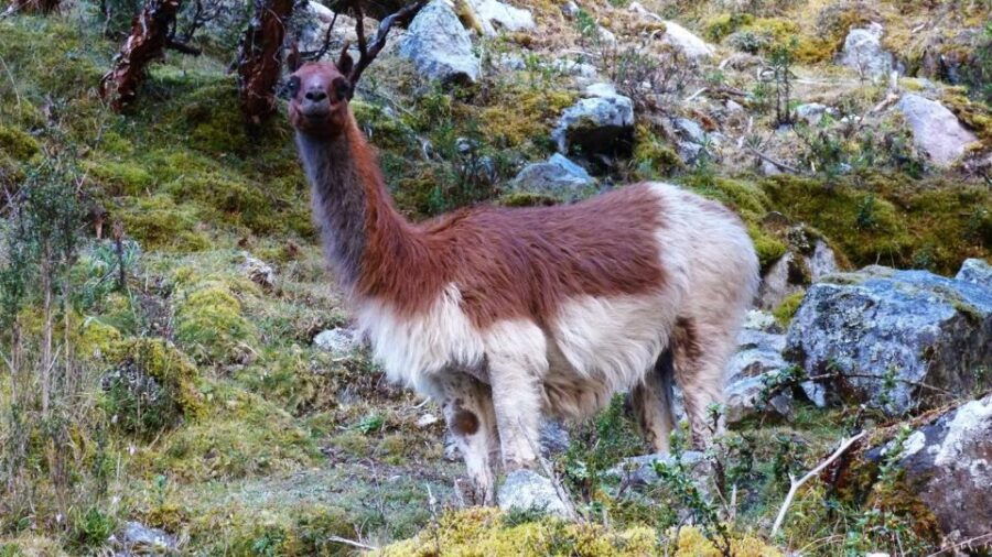 Lares Trek to Machu Picchu 4 D/3 N