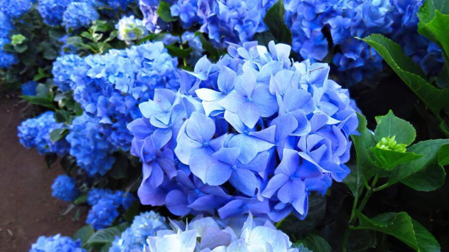 Levada Boa Morte - Quinta Grande Half Day - Easy Walk - Good To Know