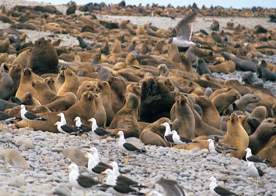 Lima: Ballestas Islands, Winery and Nazca Lines Private Tour