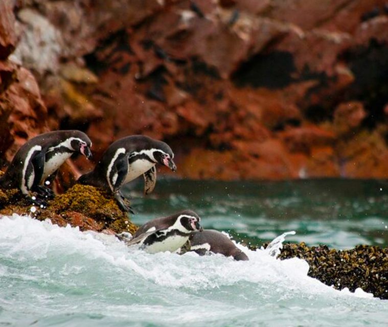 Lima Full Day Tour: Paracas and Huacachina Oasis
