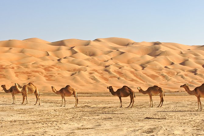 Liwa Oasis Overnight Safari With BBQ Dinner and Breakfast  - Abu Dhabi - Additional Details for a Smooth Trip