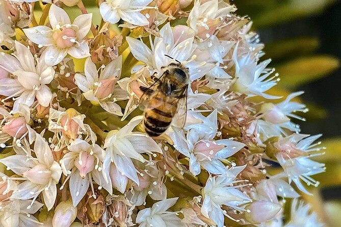 Local Honey-To-Table Tasting and Lunch Experience