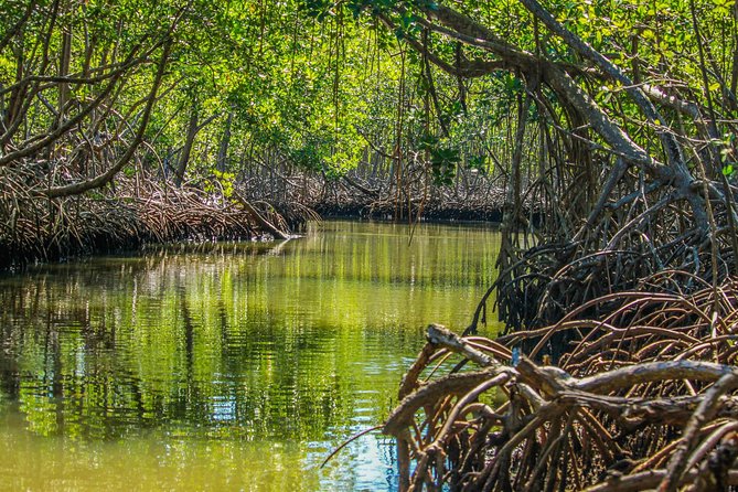 Los Haitises National Park With Montana Redonda, River and Lunch From Punta Cana - Pick-up Information